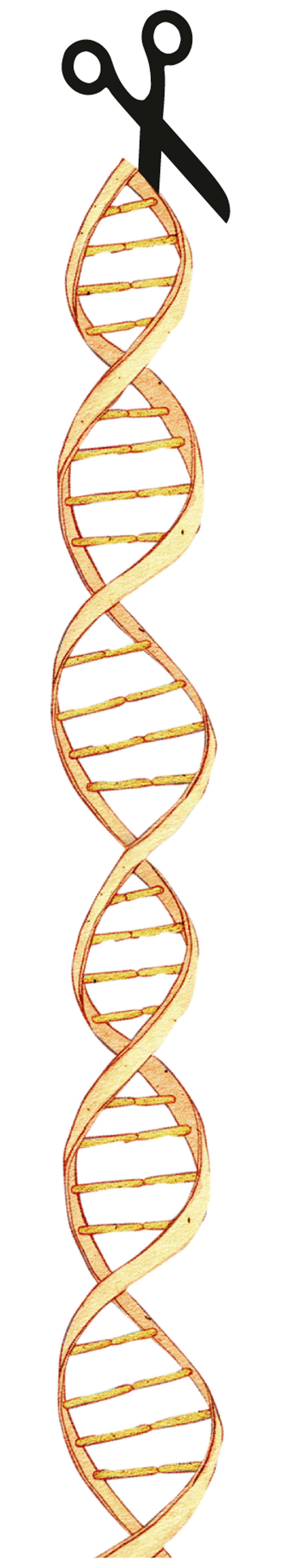 Wat is CRISPR-Cas9, de techniek om genen aan te passen?