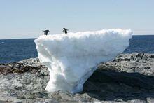 Twee pinguins staan op een smeltend blok ijs in Antarctica.