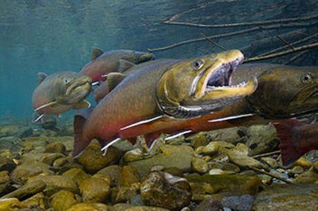 Bull trout, de bedreigde forel