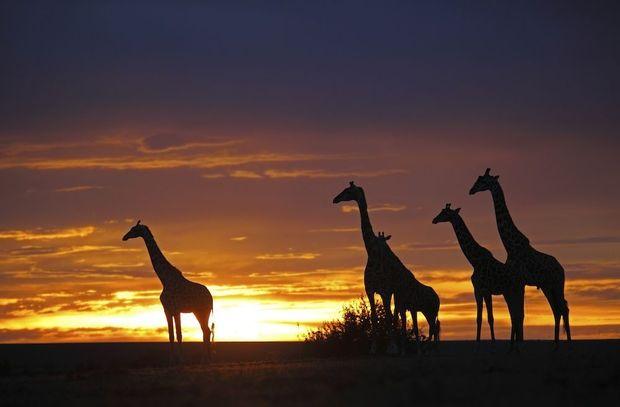 Giraffen Sunset