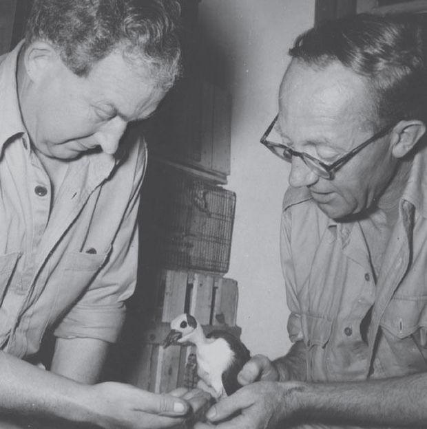 Alf Woods (rechts) en Jack Lester voeren de jonge Picathartes