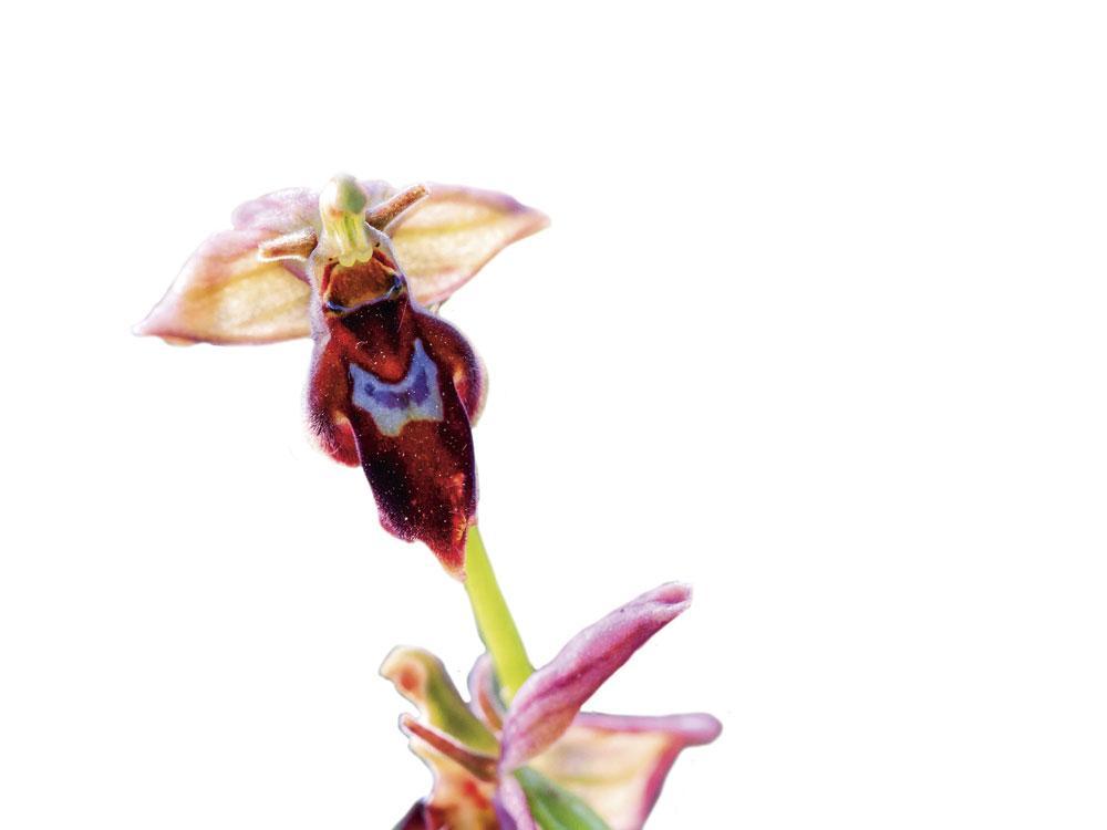 Een orchidee is zo geëvolueerd dat haar bloem sterk op een vrouwtjesbij lijkt.