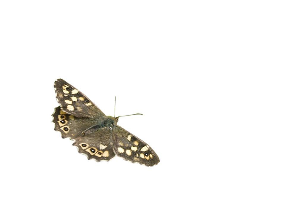 Het flexibele bont zandoogje is goed op weg om de algemeenste vlinder van Vlaanderen te worden.