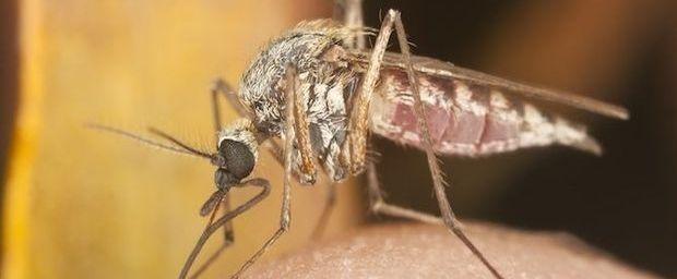 Malaria bestrijden met... viagrapillen