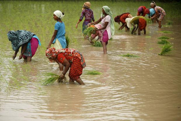 Indiase vrouwen planten rijst in de noordelijke deelstaat Uttar Pradesh.