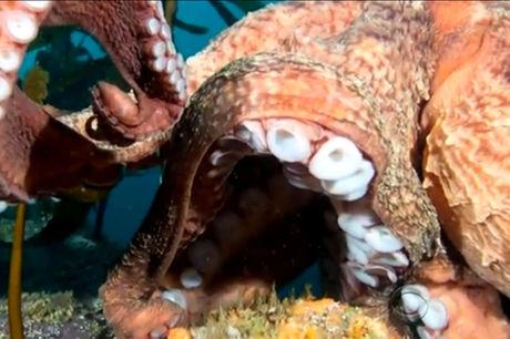 Reuzenoctopus probeert camera van duiker te grijpen (video)