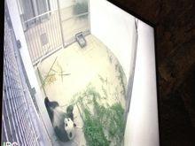 Eerste glimp van panda Hao Hao 
