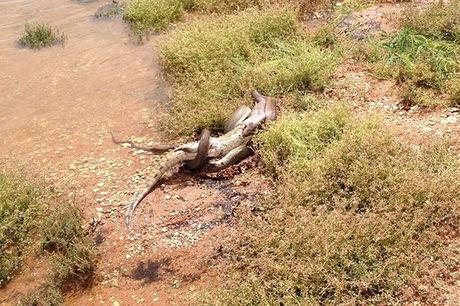 Slang wurgt en verorbert krokodil voor ogen van toeschouwers in Australië (foto's)