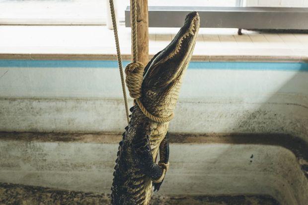 Een Amerikaanse alligator wordt op een menselijke manier geëxecuteerd, door ophanging.