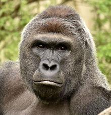 Gorilla Harambe