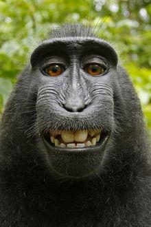 Selfie van aap leidt tot bizarre copyright-discussie