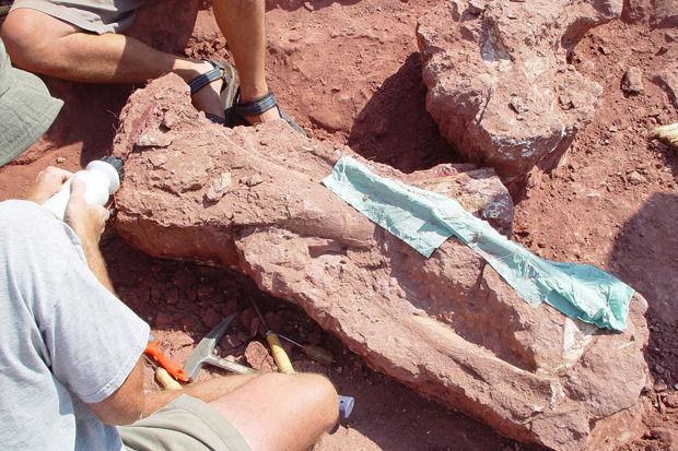 Nieuwe dinosaurussoort ontdekt in Tanzania