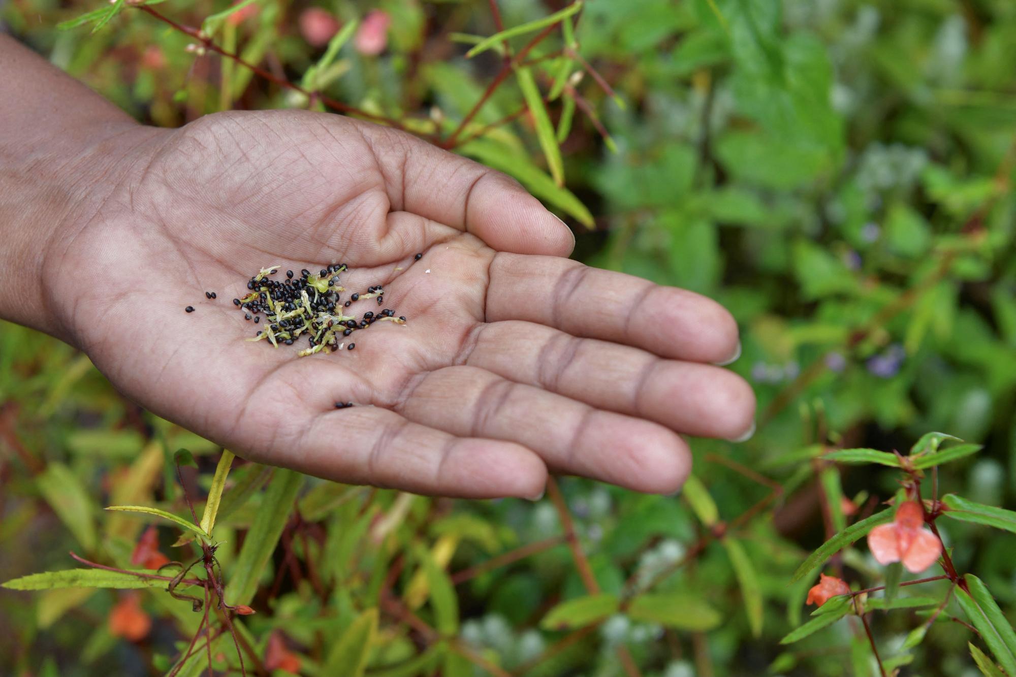 En images: en Inde, la flore menacée des Western Ghats dotée d'un 