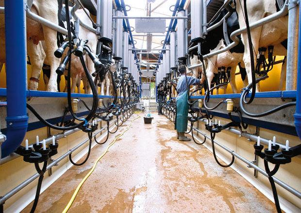 CONTRE NATURE L'insémination artificielle des vaches laitières est régulièrement dénoncée par les végans. 