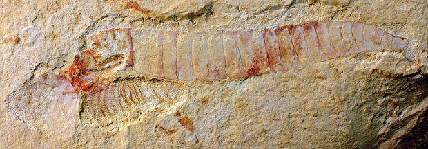 Découverte d'un système nerveux fossilisé de 520 millions d'années, plus détaillé que jamais