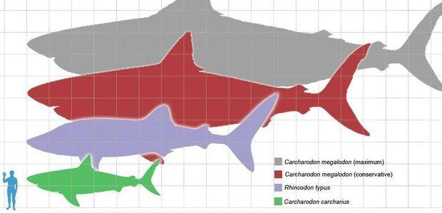 Pourquoi le plus grand requin de l'histoire a-t-il disparu ?