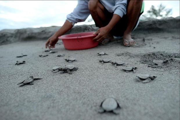 La périlleuse ruée vers la mer des tortues des Philippines
