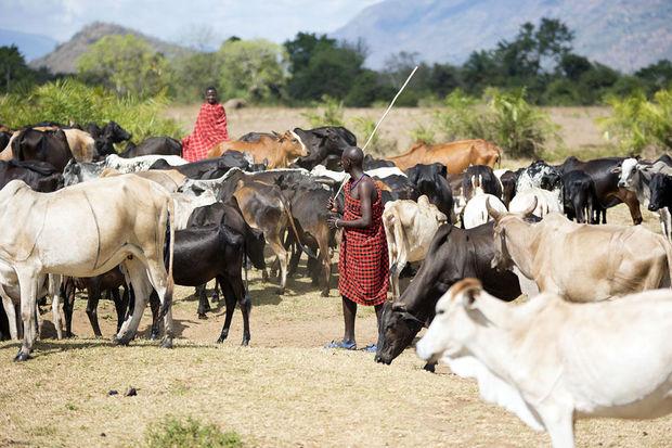 Maasaï menant leur bétail.