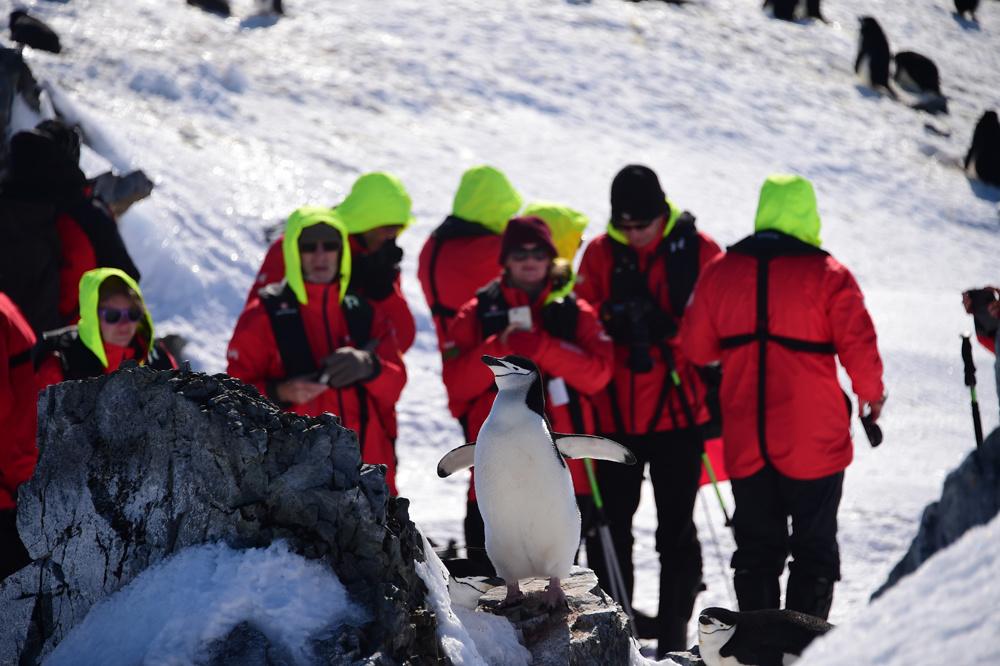 En Antarctique, des touristes à l'assaut de 