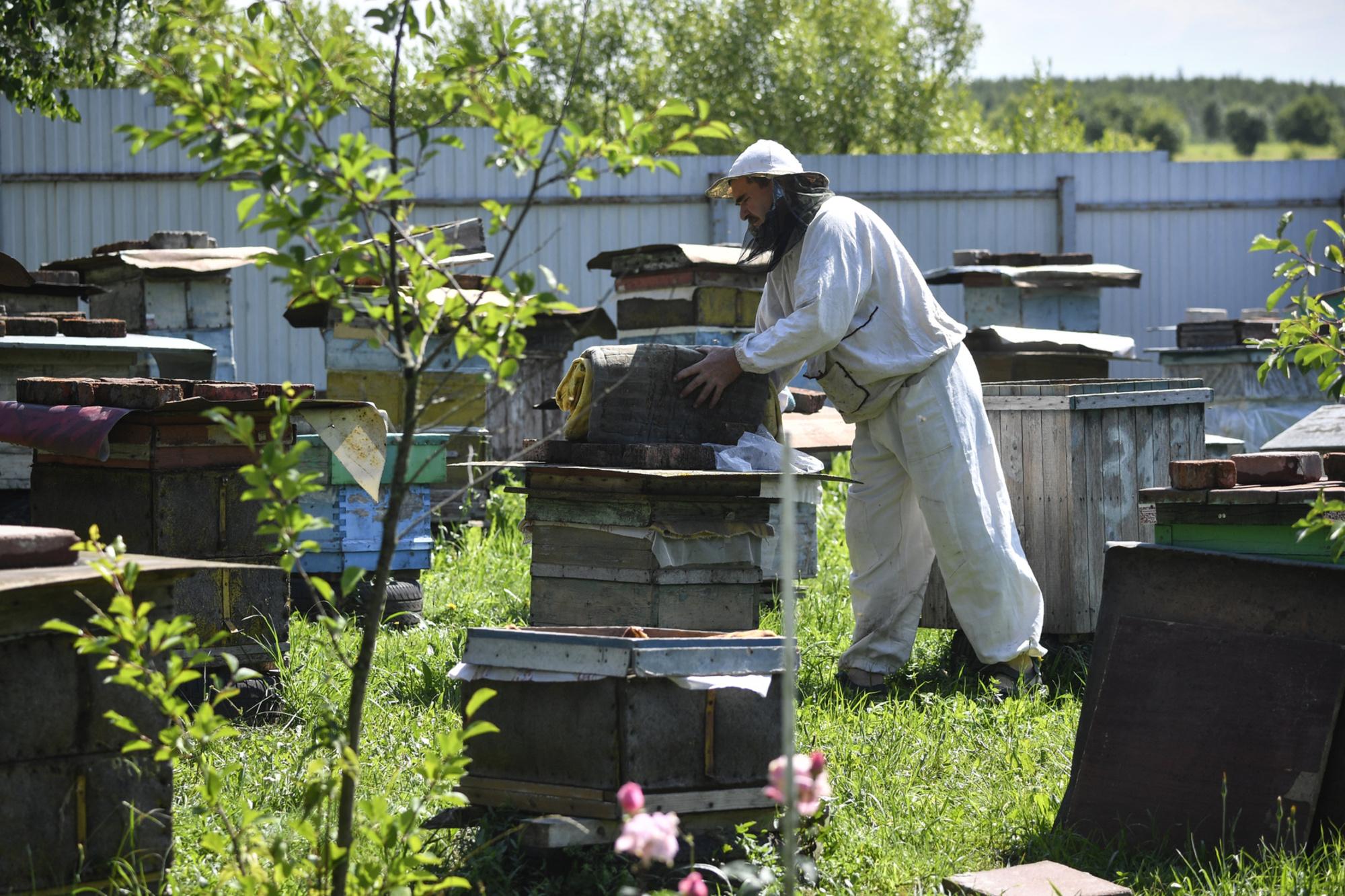 Hécatombe dans les ruches de Russie