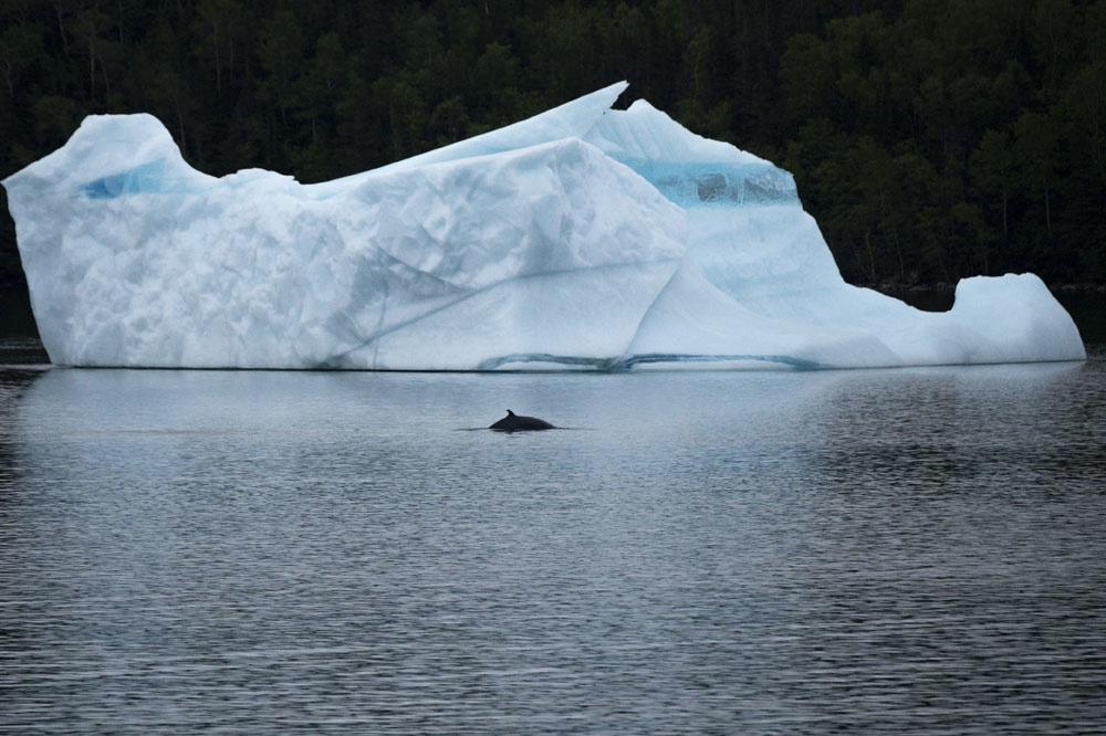 Les chasseurs d'icebergs au Canada
