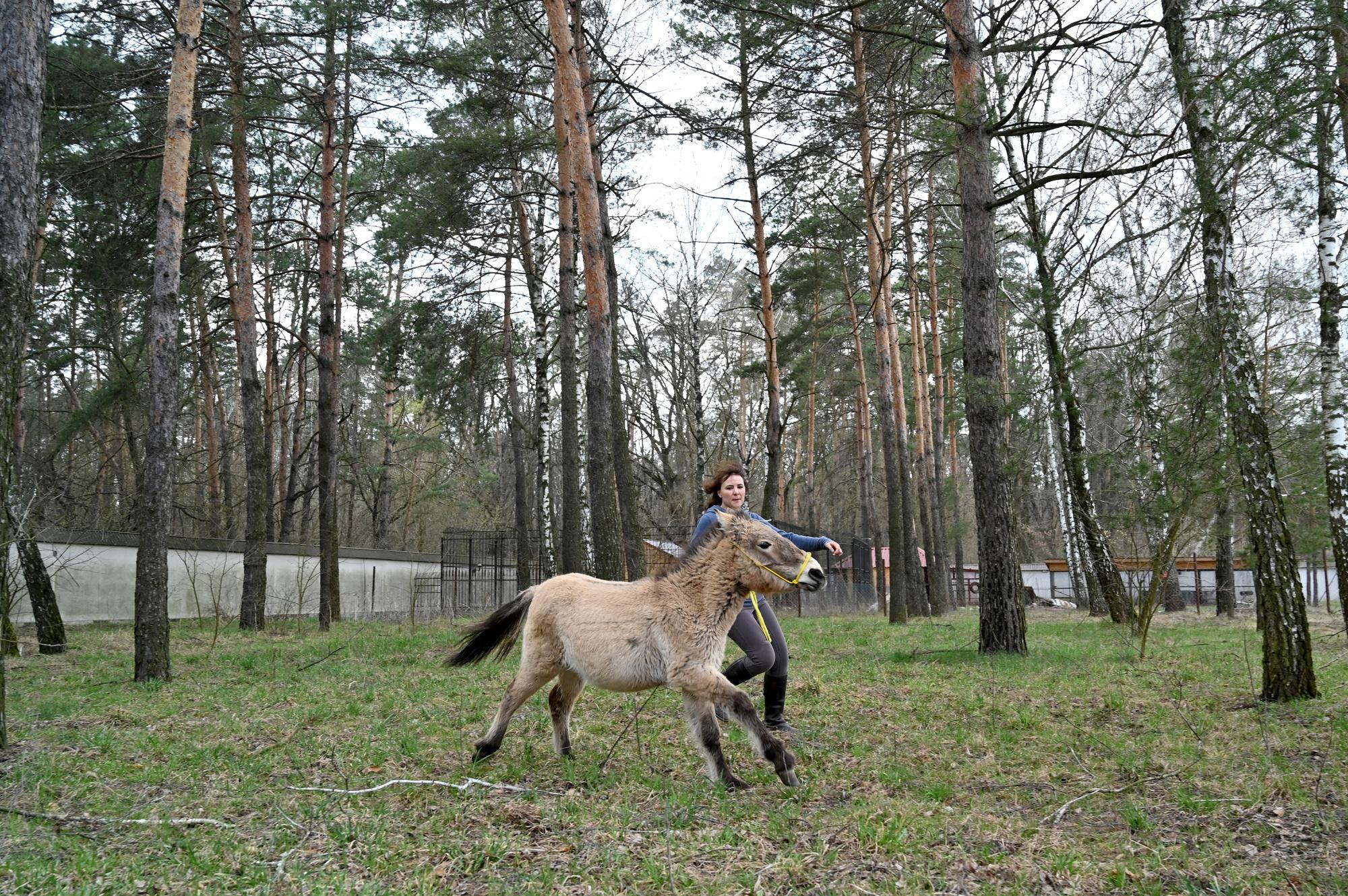 Le cheval de Przewalski, symbole de la nouvelle vie à Tchernobyl