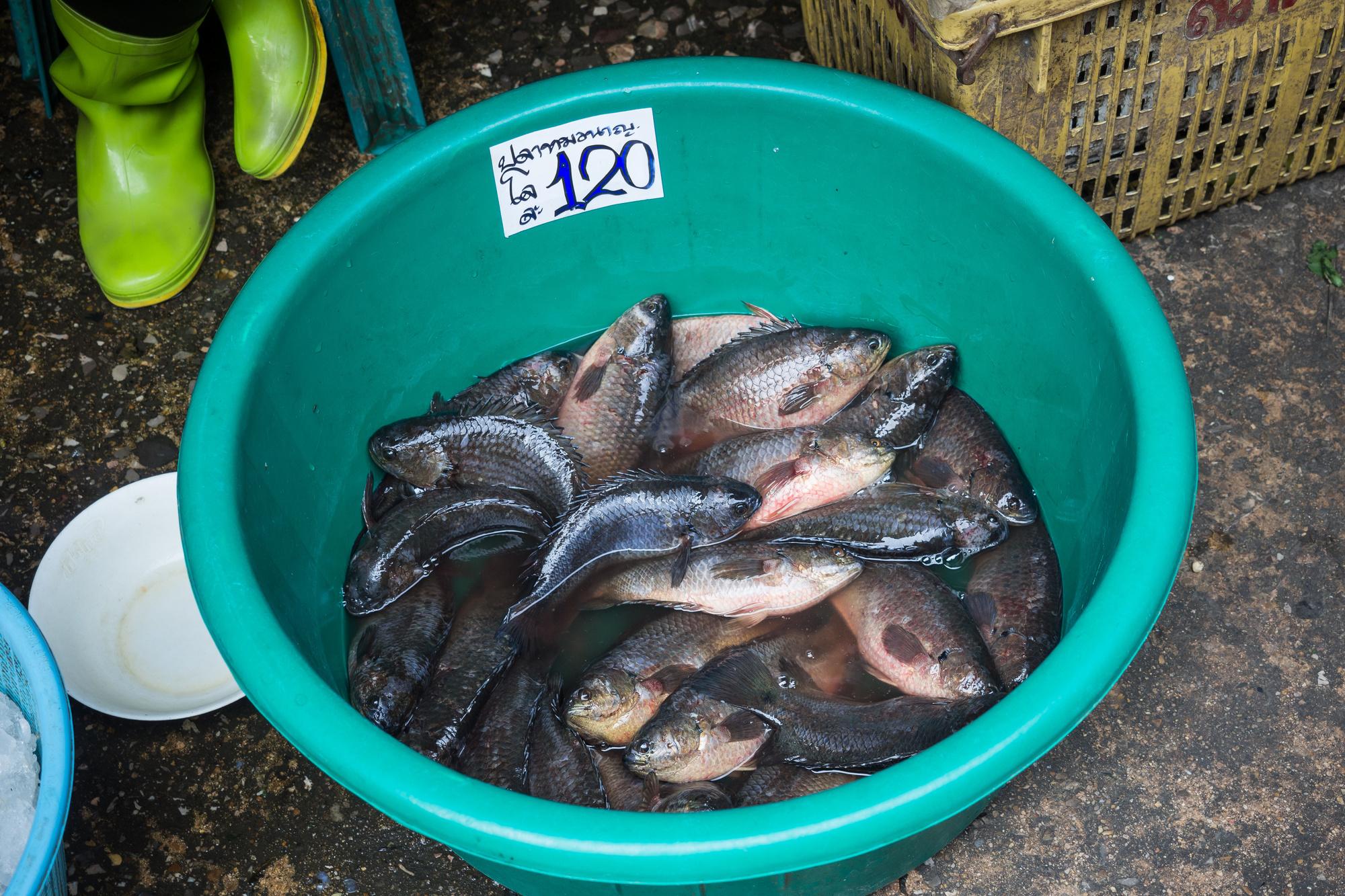 Verse vis te koop op de Mahachai Fish Market
