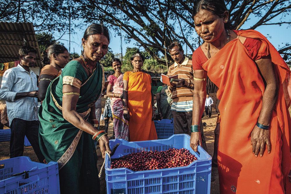 Les femmes rapportent la précieuse récolte au village, où elle sera pesée et envoyée par camion à l'usine de tri de la coopérative.