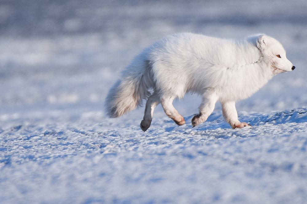 Le fabuleux voyage d'un renard arctique : 3 500 km de la Norvège au Canada