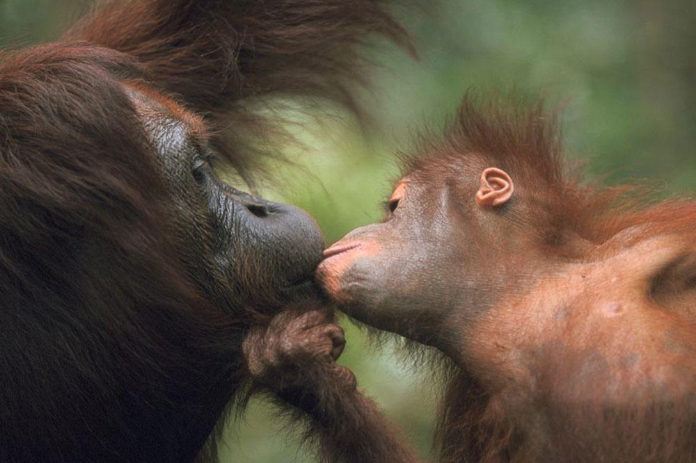 Les orangs-outangs cherchent aussi l'amour sur Tinder