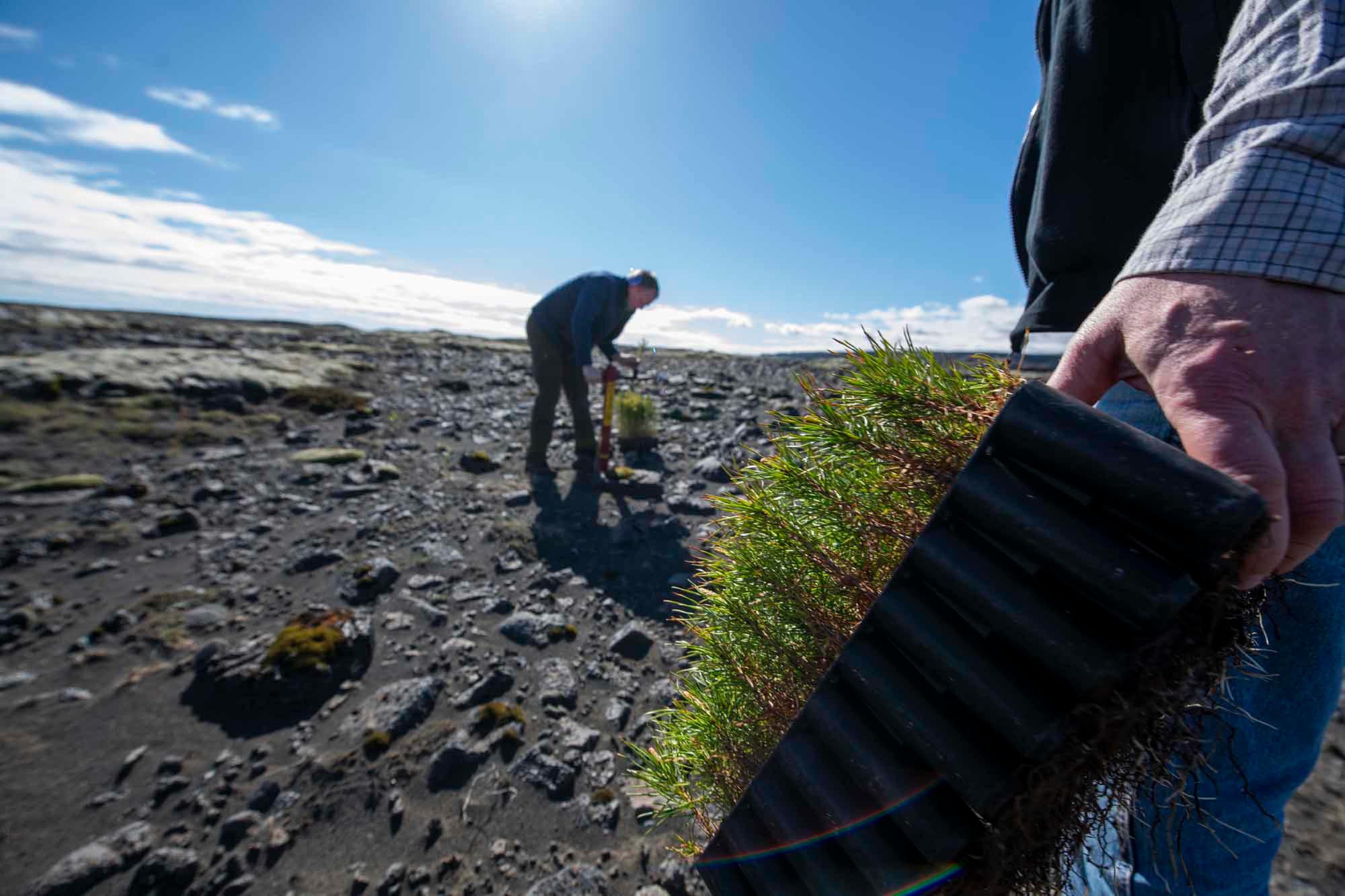 Les Vikings ont rasé les forêts, l'Islande reboise à tout-va (en images)