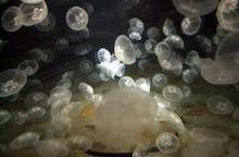 Les méduses vont-elles envahir les océans ?