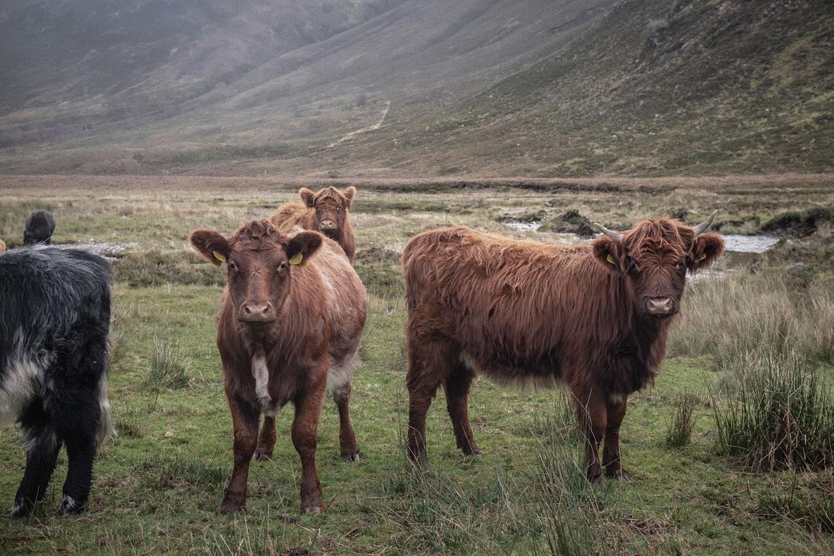 Des vaches des Highlands, une espèce emblématique de l'Ecosse, paissent au milieu de la réserve.
