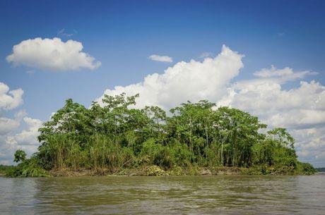 Junglekoorts in Suriname