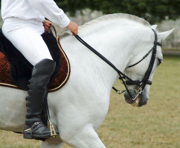 Saumur, van hunebed tot paardenrijschool