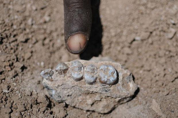 Les dents de l'Australopithecus deyiremeda sont plus grosses que celles de Lucy