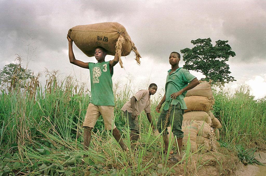 Enkele jongens dragen zakken cacao naar de truck in Ivoorkust.