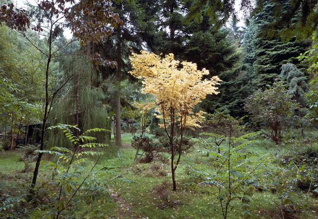 Langs een wandelpad staat een Acer palmatum 'Sango kaku', een Japanse esdoorn. In de lente is de stam koraalrood en de blaadjes zachtgeel. Vervolgens worden ze groen, dan weer rood en geel. 