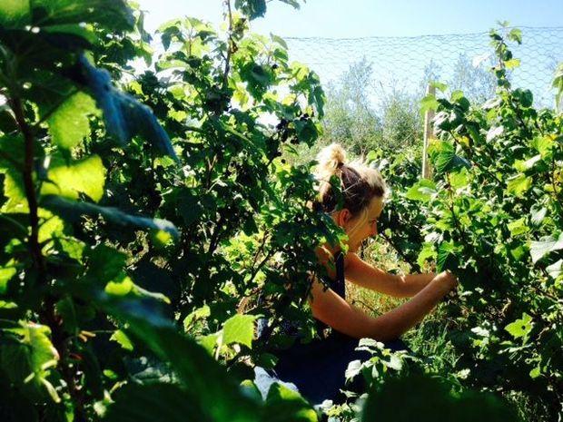 Zij offerden hun vakantie op: Caroline draaide mee op een Zweedse bioboerderij