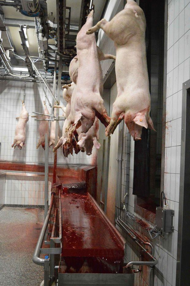 Van horrorfabriek naar voorbeeldabattoir: dit is hoe exportslachthuis Tielt uw vertrouwen wil terugwinnen