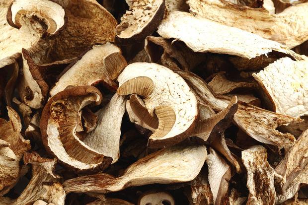 10 geboden voor liefhebbers van paddenstoelen