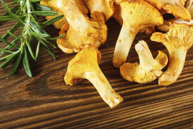 10 geboden voor liefhebbers van paddenstoelen
