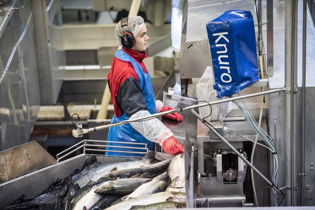Zalmkwekerij Marine Harvest in Alesund, Noorwegen: de vissen worden verdoofd voordat ze doodgemept worden.