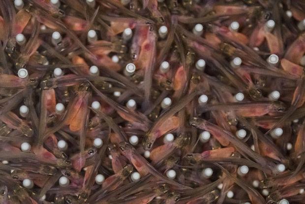 Zalmkwekerij Marine Harvest in Alesund, Noorwegen. De eitjes worden in zoet water uitgebroed in gebouwen van de viskwekerijen. De smolt - jonge zalmen - blijven ongeveer zes maanden in bassins binnen tot ze klaar zijn voor de netten in de zee.