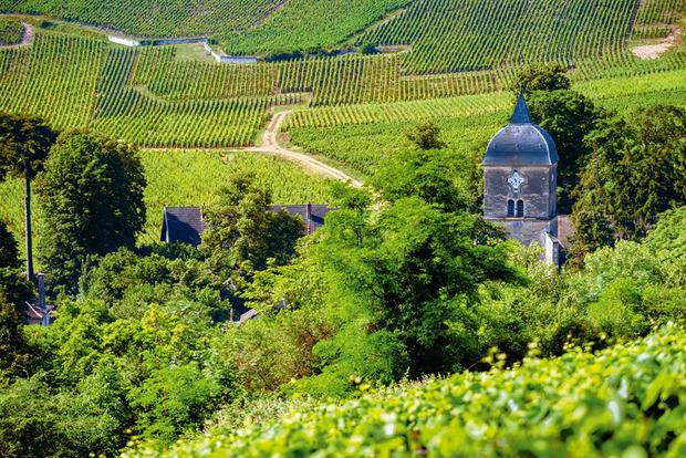 Gouden grond: het wijngeheim van Chambolle-Musigny in Bourgondië