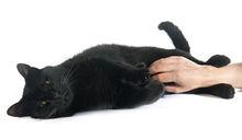 Worden zwarte katten gediscrimineerd?