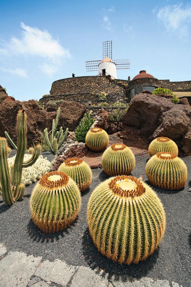 Jardin de Cactus: een symfonie van meer dan duizend soorten.