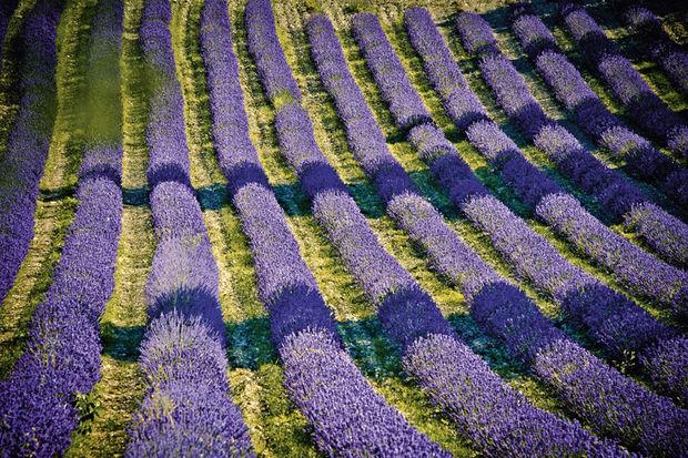 Het 'Mon Guerlain' parfum: van het lavendelveld naar het flesje