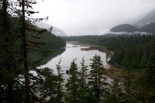 Canada: het Great Bear Rainforest wordt eindelijk beschermd gebied