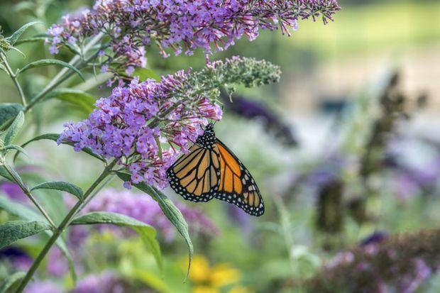 Monarchvlinder maakt opmerkelijke comeback